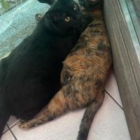 Affido del cuore due mici inseparabili