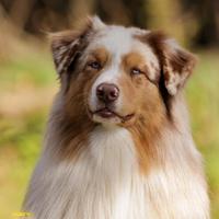 Cuccioli pastore australiano