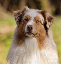 Cuccioli pastore australiano