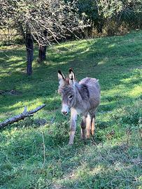 Asinello maschio