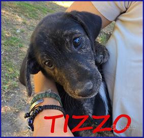 TIZZO, DOLCE CUCCIOLO 4 MESI