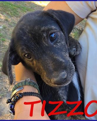 TIZZO, DOLCE CUCCIOLO 4 MESI