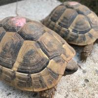 Tartarughe Hermanni Boettgeri