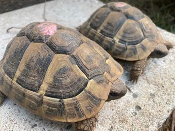 Tartarughe Hermanni Boettgeri