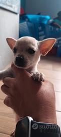 cuccioli chihuahua 