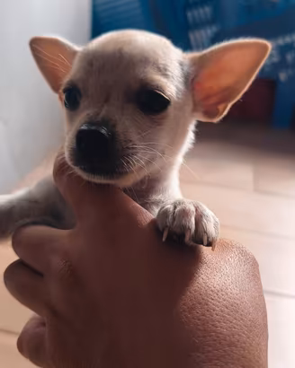 cuccioli chihuahua 