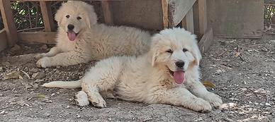 Cuccioli pastore abruzzese maremmano