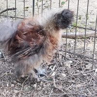 Moroseta adulti e pulcinotti