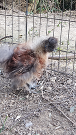 Moroseta adulti e pulcinotti