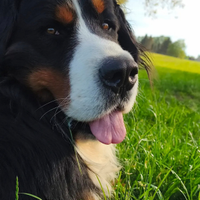 Bovaro del Bernese per accoppiamento