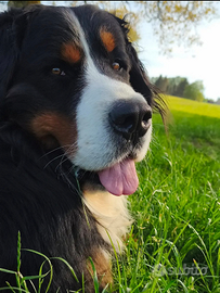 Bovaro del Bernese per accoppiamento