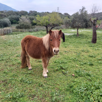 Pony shetland femmina