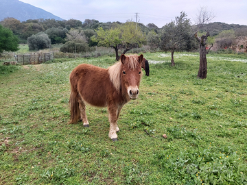 Pony shetland femmina