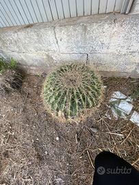 Cuscino di suocera
