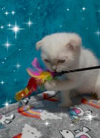 Gattino scottish fold