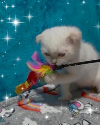 Gattino scottish fold