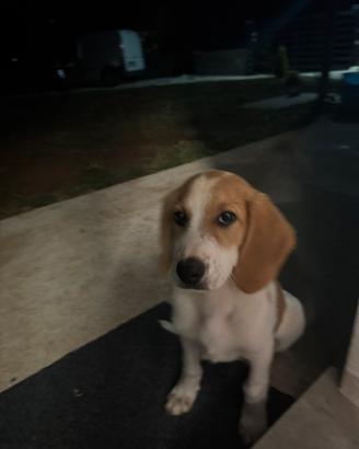 Cane cagnolina