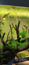 Guppy mix