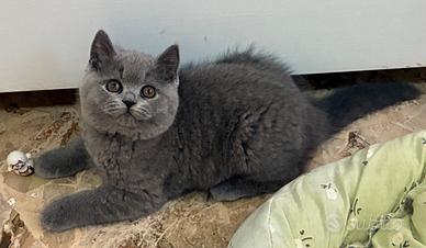 British Shorthair