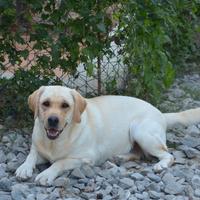 Labrador Retriever Adulto in affido Gratuito