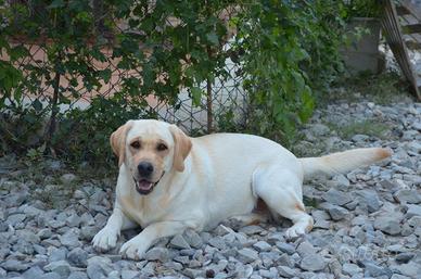 Labrador Retriever Adulto in affido Gratuito