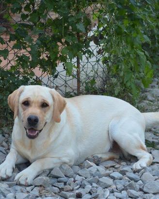Labrador Retriever Adulto in affido Gratuito