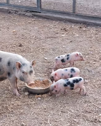 Maialino nano Juliana
