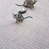 1 gattini piccoli 5grandi Singolarmente gatto