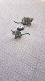 1 gattini piccoli 5grandi Singolarmente gatto