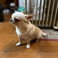 Femmina chiwawa per accoppiamento