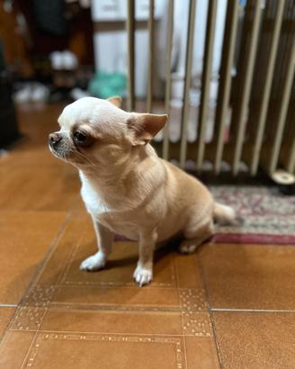Femmina chiwawa per accoppiamento