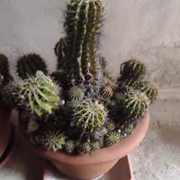 Cactus composizione in vaso