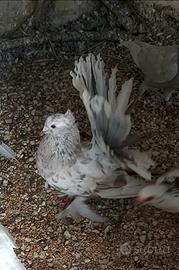 Pavoncella indiana maschio