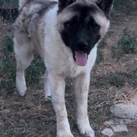 Akita Americano