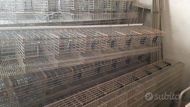 varie per allevamento 