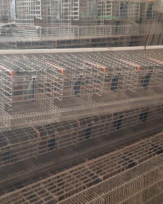 varie per allevamento 