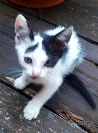 Gattini