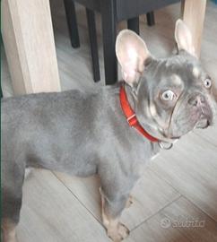 disponibile per la monta, bulldog francese 