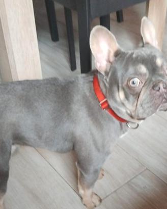 disponibile per la monta, bulldog francese 