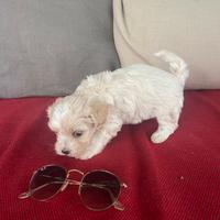 Maltipoo cucciola