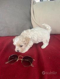 Maltipoo cucciola