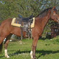 Cavalla paint horse