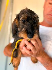 bassotto a pelo duro con pedigree 