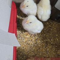 Pulcini, Galline, Galli Livornese