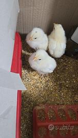 Pulcini, Galline, Galli Livornese