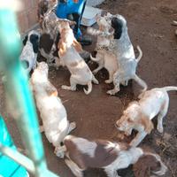 Cuccioli di setter