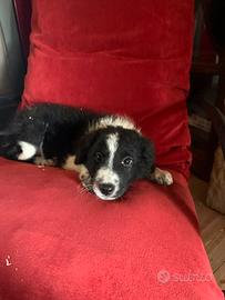 Border collie