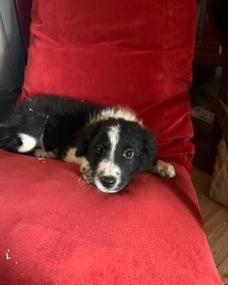 Border collie