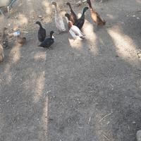 Anatre indiane e corritrici