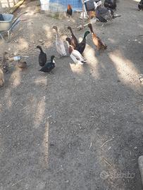 Anatre indiane e corritrici